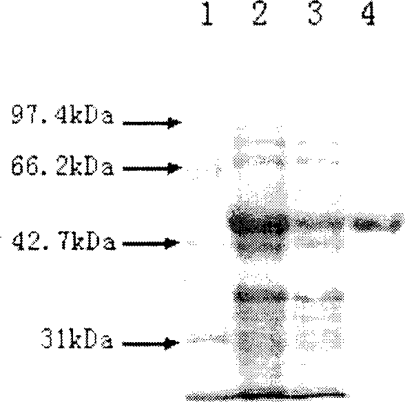 Process for preparing glutathion-5-transferase protein affinity chromatography medium and its use