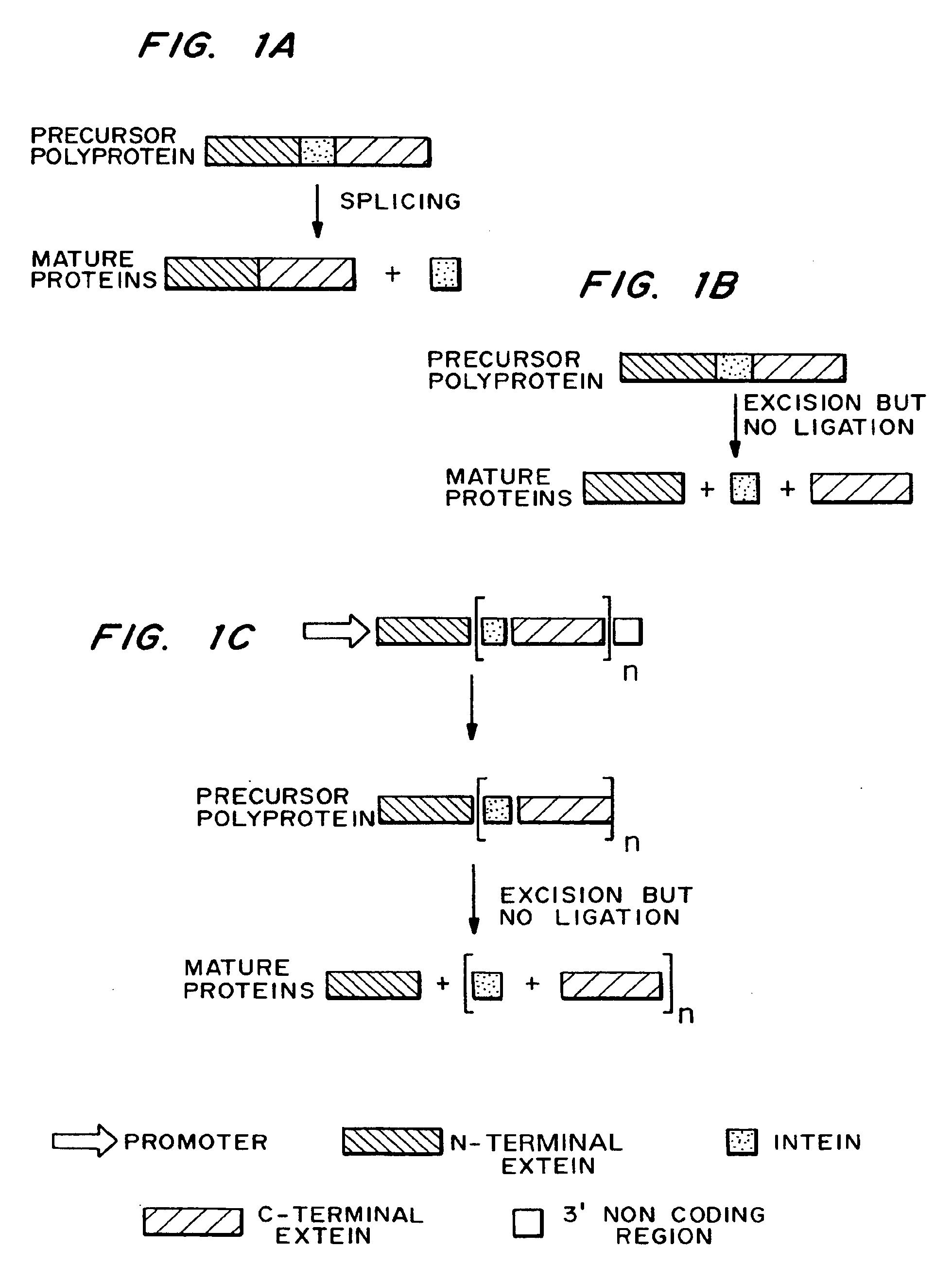 Multi-gene expression constructs containing modified inteins