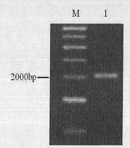 Gene vaccine of sperm-specific cationic channel protein CatSper1 and preparation method thereof