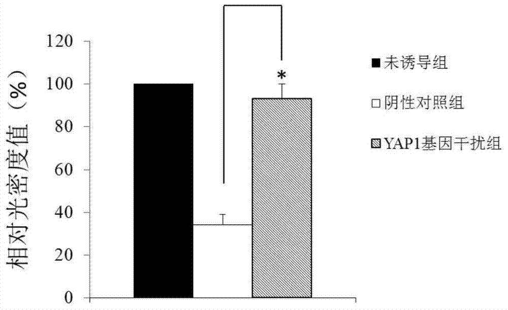 Application of yap1 gene in the diagnosis and treatment of Alzheimer's disease