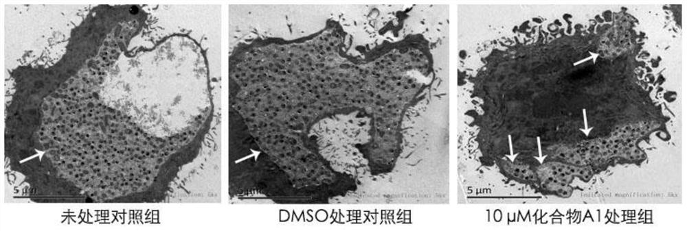 Use of peptidomimetic compounds in the preparation of drugs for inhibiting intracellular growth of Chlamydia trachomatis