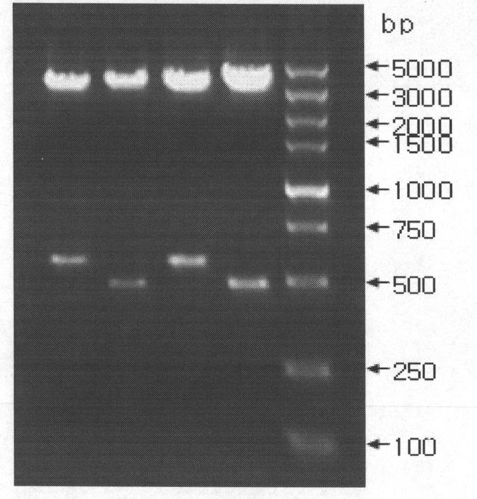 High-efficiency expression vector of xylanase in bacillus subtilis and construction method thereof