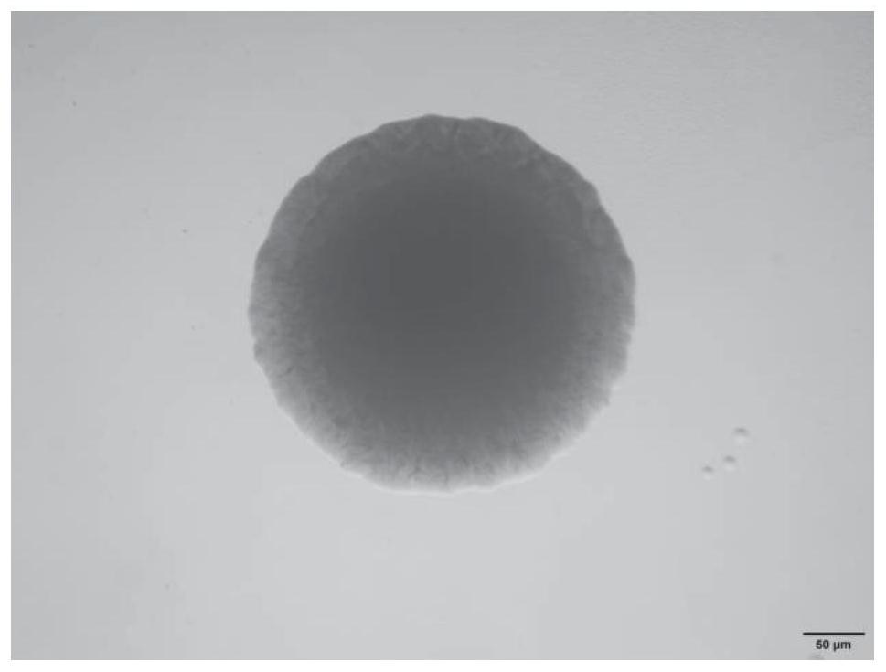A kind of Bacillus cereus strain with anti-nematode activity and application thereof