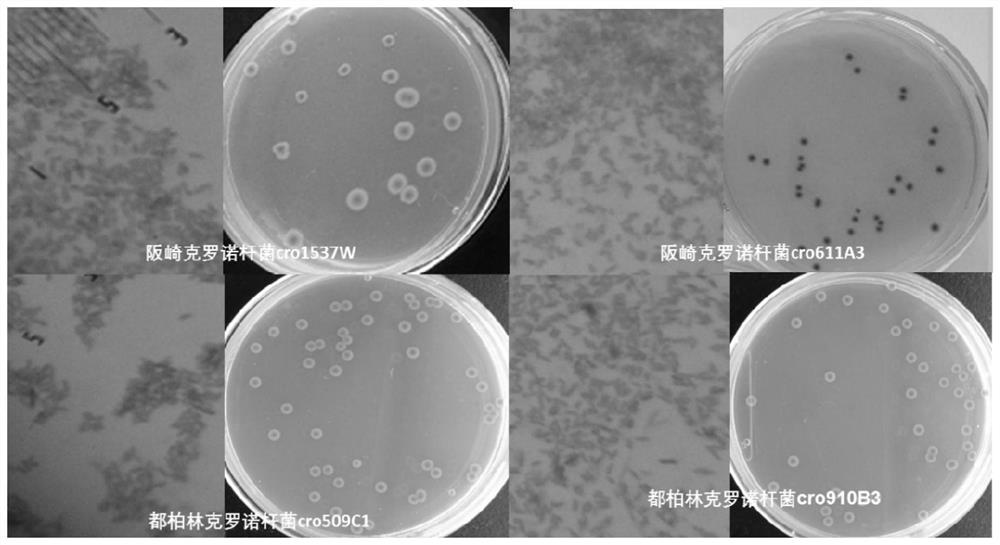 Cronobacter spp. standard strain containing specific molecular target and detection and application of cronobacter spp. standard strain