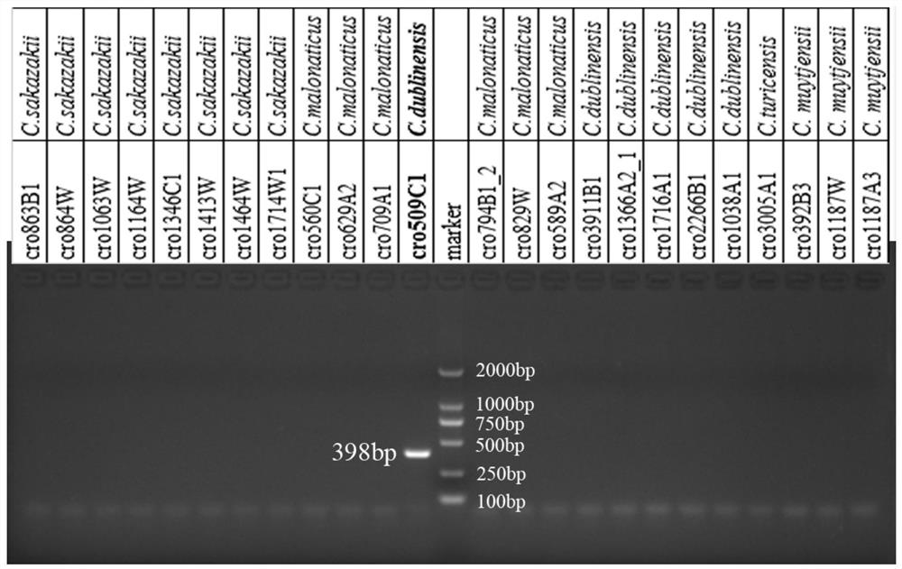 Cronobacter spp. standard strain containing specific molecular target and detection and application of cronobacter spp. standard strain