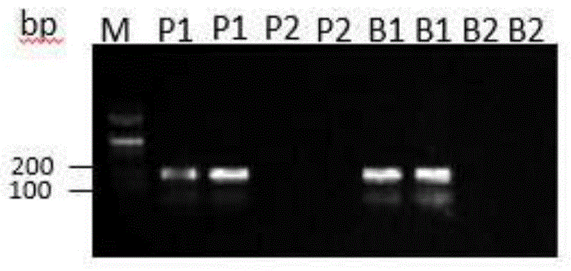 Molecular marker suitable for detecting radish leaf margin lobe trait and application of molecular marker