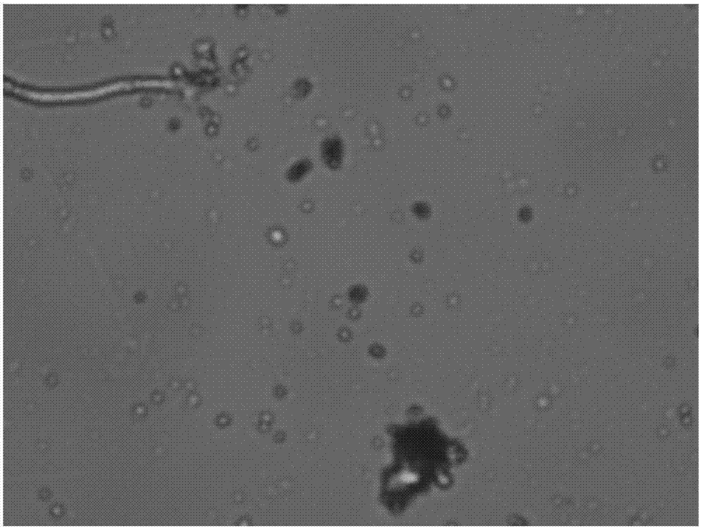 A method for enriching Monascus by using retrograded starch