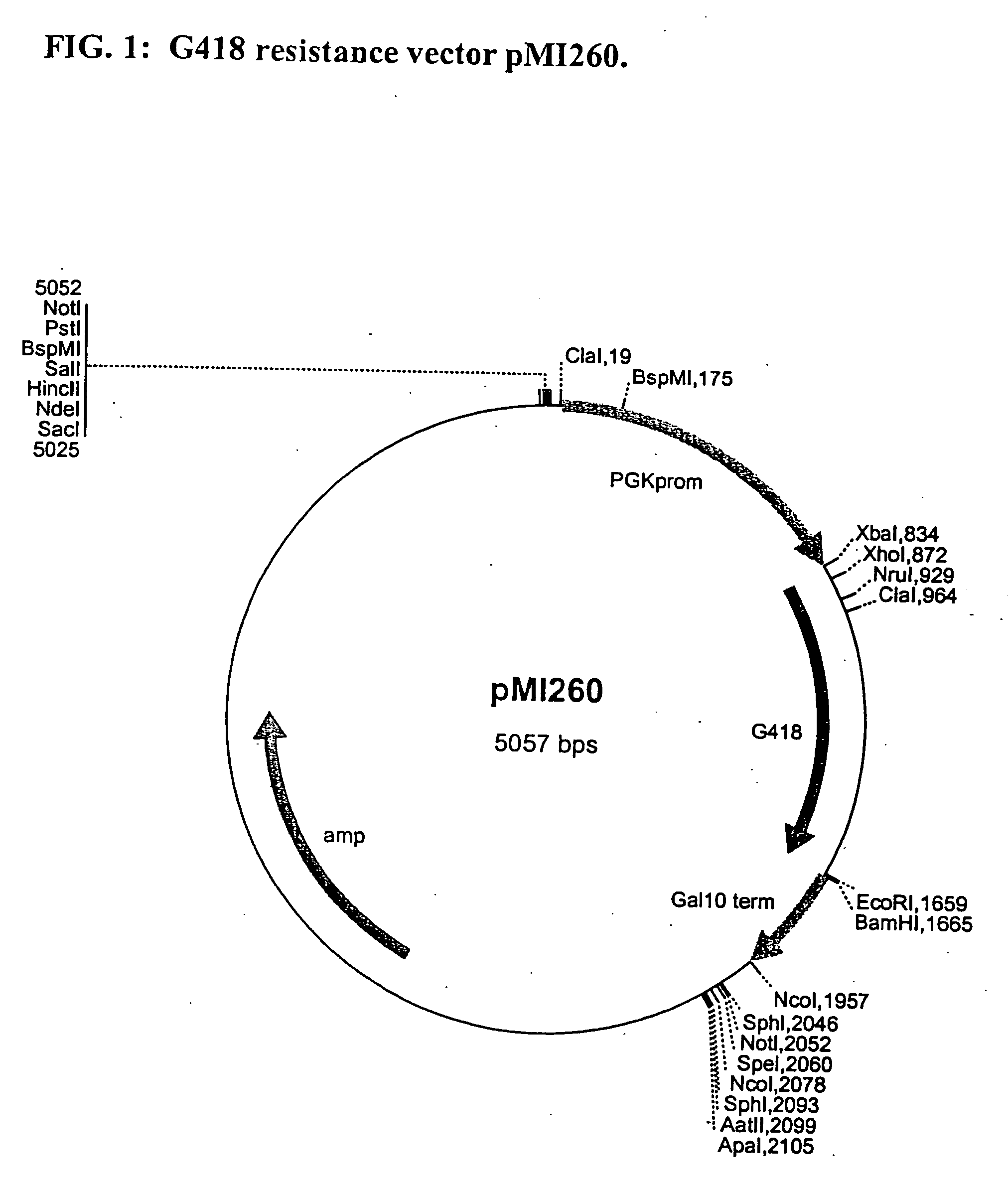 Methods and materials for the production of organic products in cells of Candida species