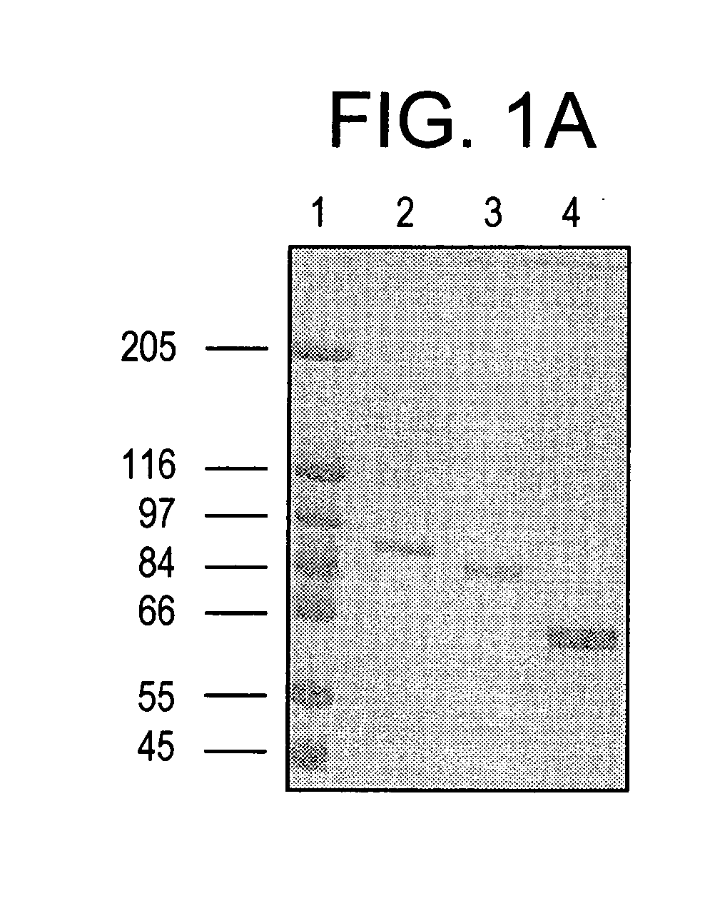 Purified Stat proteins and methods of purifying thereof