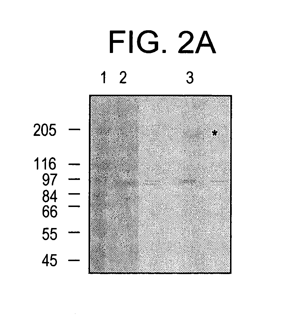 Purified Stat proteins and methods of purifying thereof