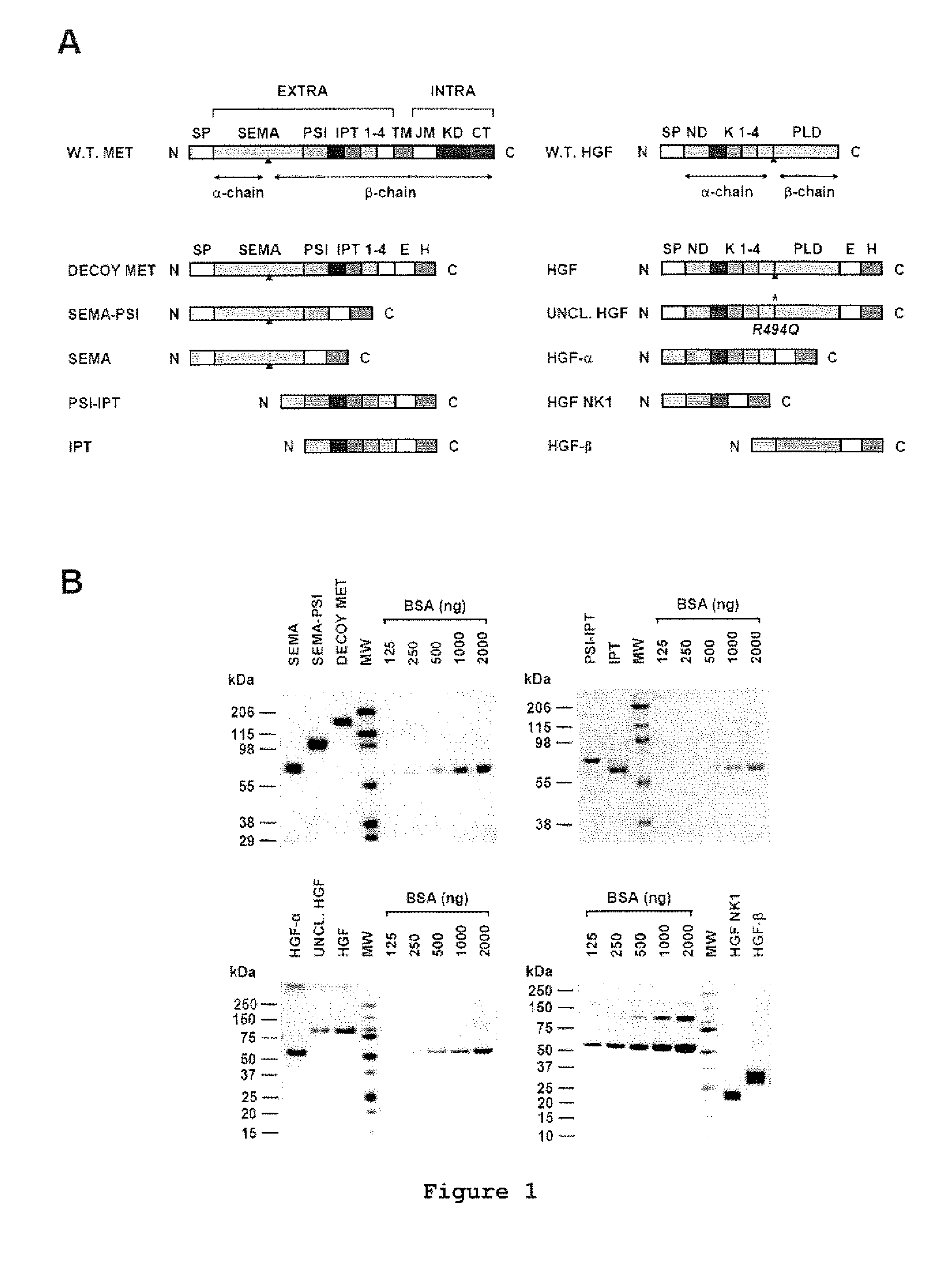 High affinity binding site of hgfr and methods for identification of antagonists thereof