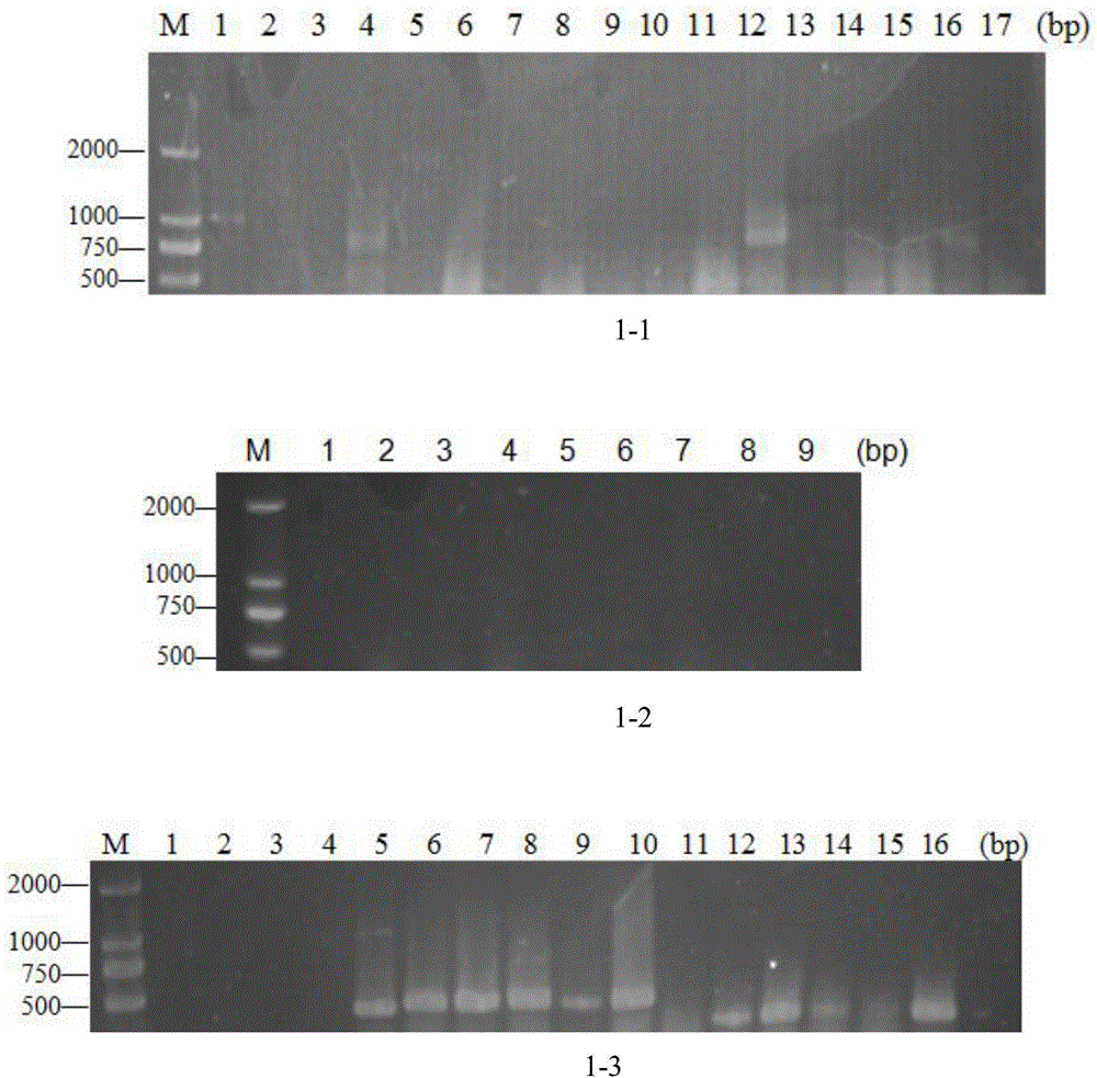 Molecular marker for rapidly detecting listeria monocytogenes