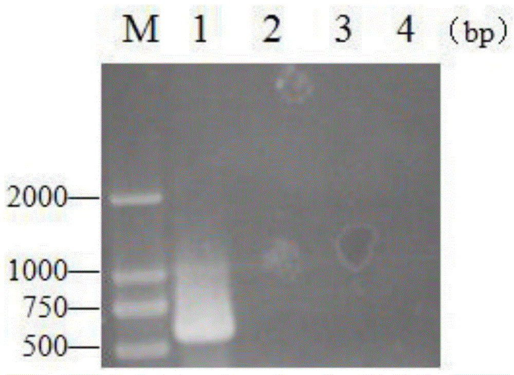 Molecular marker for rapidly detecting listeria monocytogenes