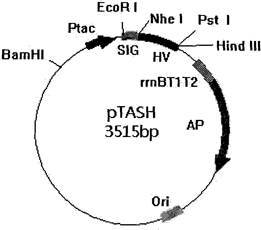 New high-efficiency secretion and expression system of colibacillus and application thereof