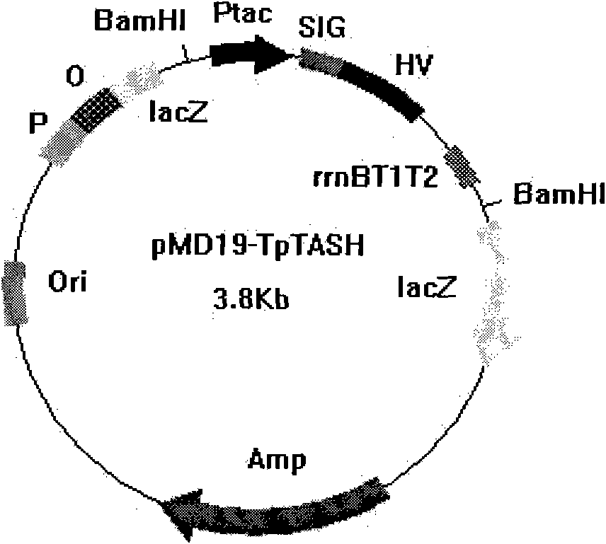 New high-efficiency secretion and expression system of colibacillus and application thereof