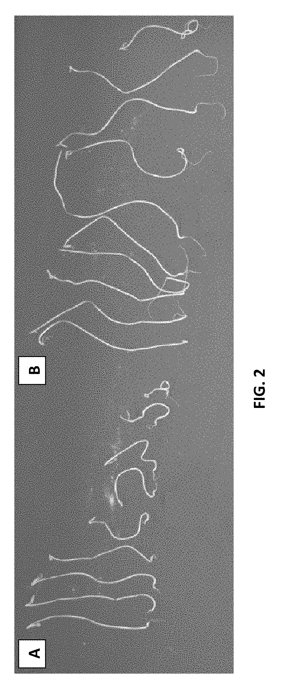 Bacillus licheniformis rti184 compositions and methods of use for benefiting plant growth