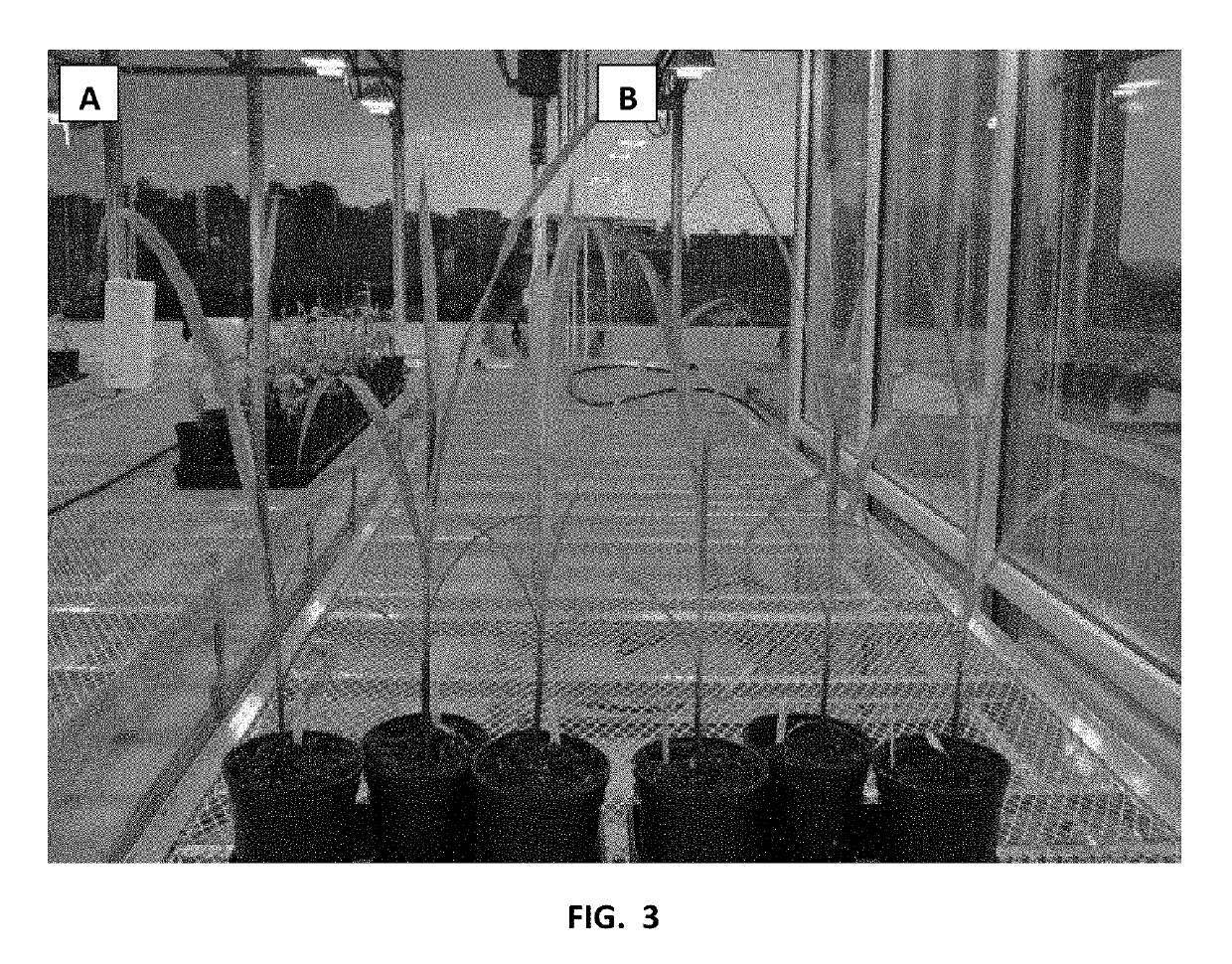 Bacillus licheniformis rti184 compositions and methods of use for benefiting plant growth