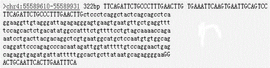 Primers and method for detecting c-kit gene mutation