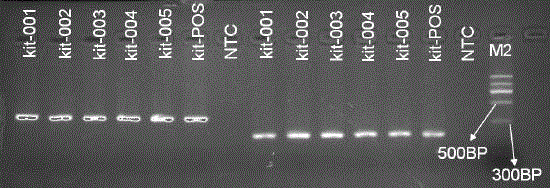 Primers and method for detecting c-kit gene mutation