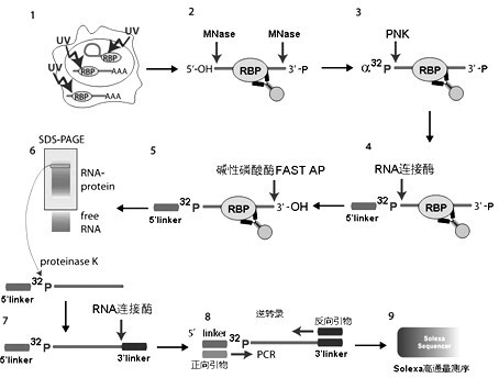 Method for identifying target RNA (Ribonucleic Acid) of RNA binding protein through improved CLIP method