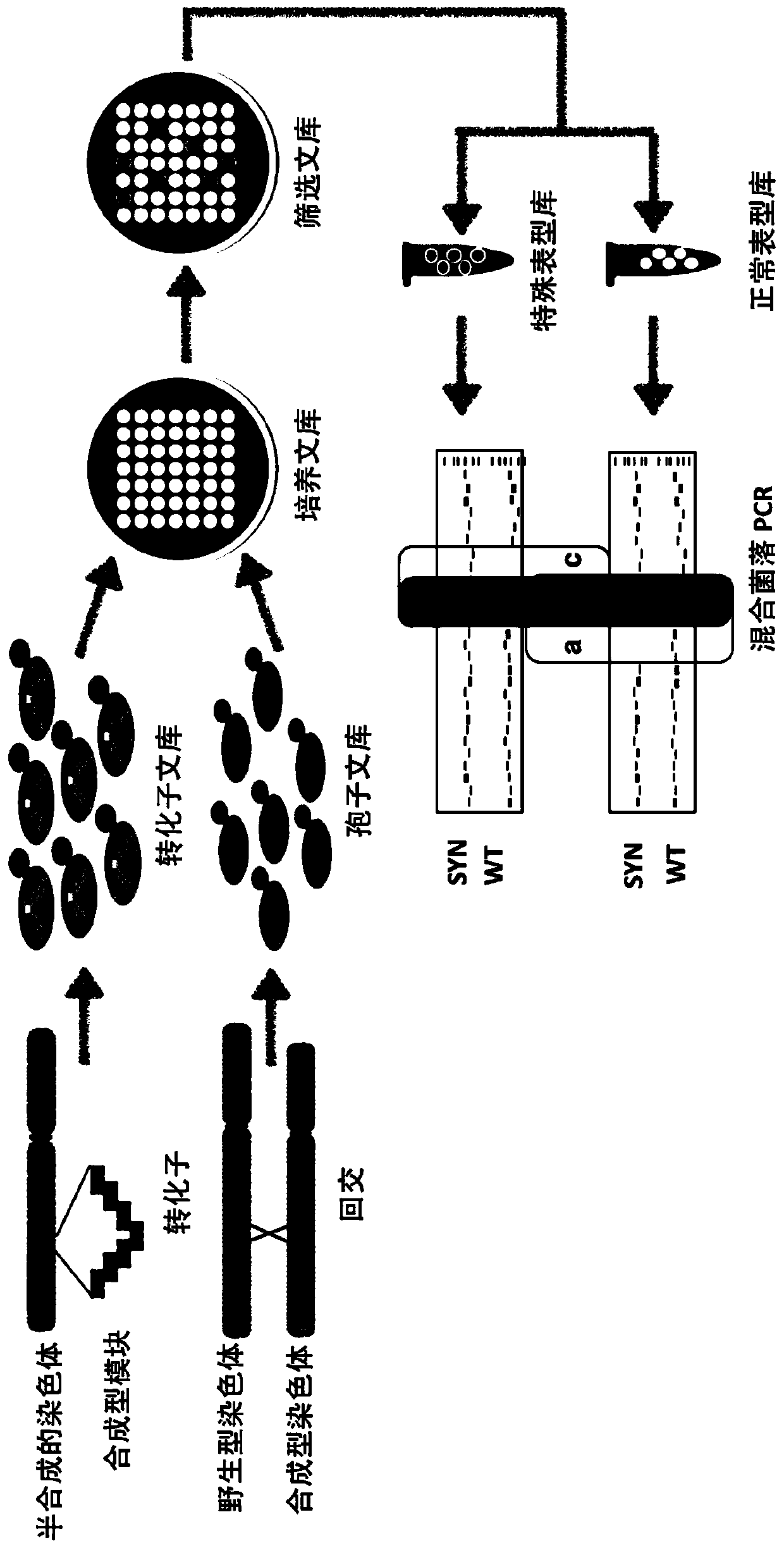 A method for mapping the position of sequences responsible for specific growth phenotypes in yeast