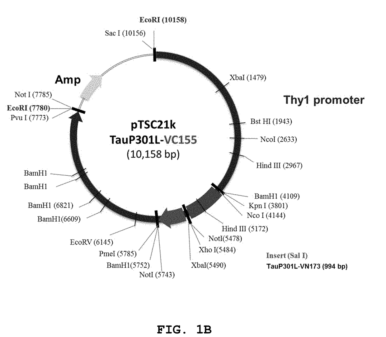 Dementia model transgenic mouse and screening method using thereof