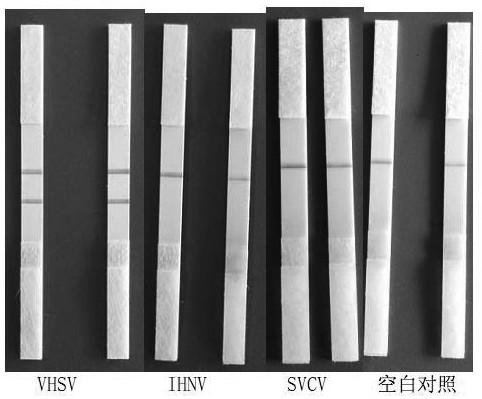 Viral hemorrhagic sepsis virus visualized nucleic acid test strip detection primer set and detection method