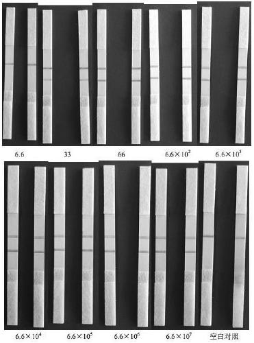 Viral hemorrhagic sepsis virus visualized nucleic acid test strip detection primer set and detection method