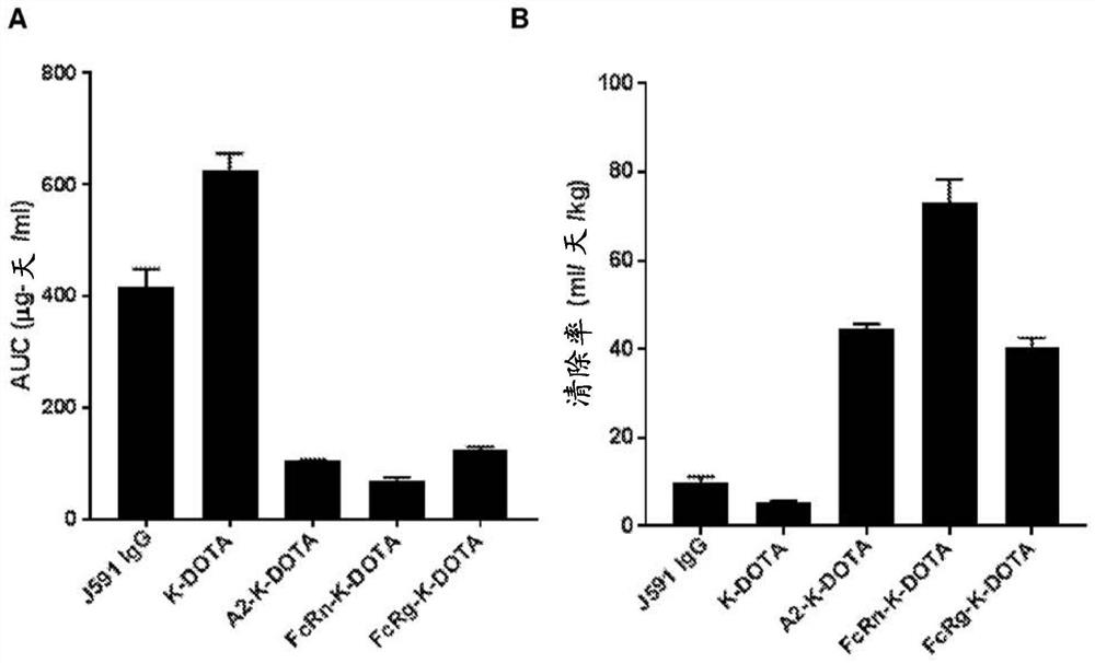 Antibodies for binding to PSMA with reduced affinity for neonatal Fc receptor