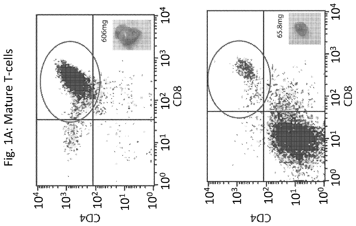 Novel immunodeficient rat for modeling human cancer