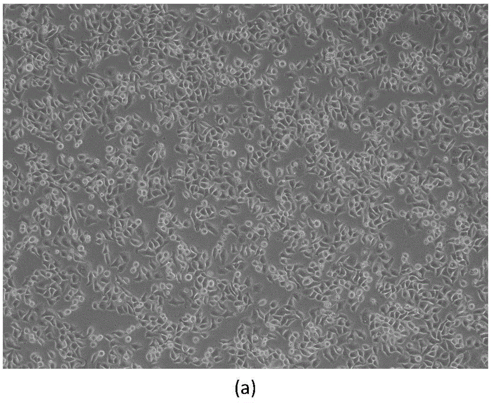 Method for establishing hepatocellular carcinoma cis-platinum drug-resisting cell strain