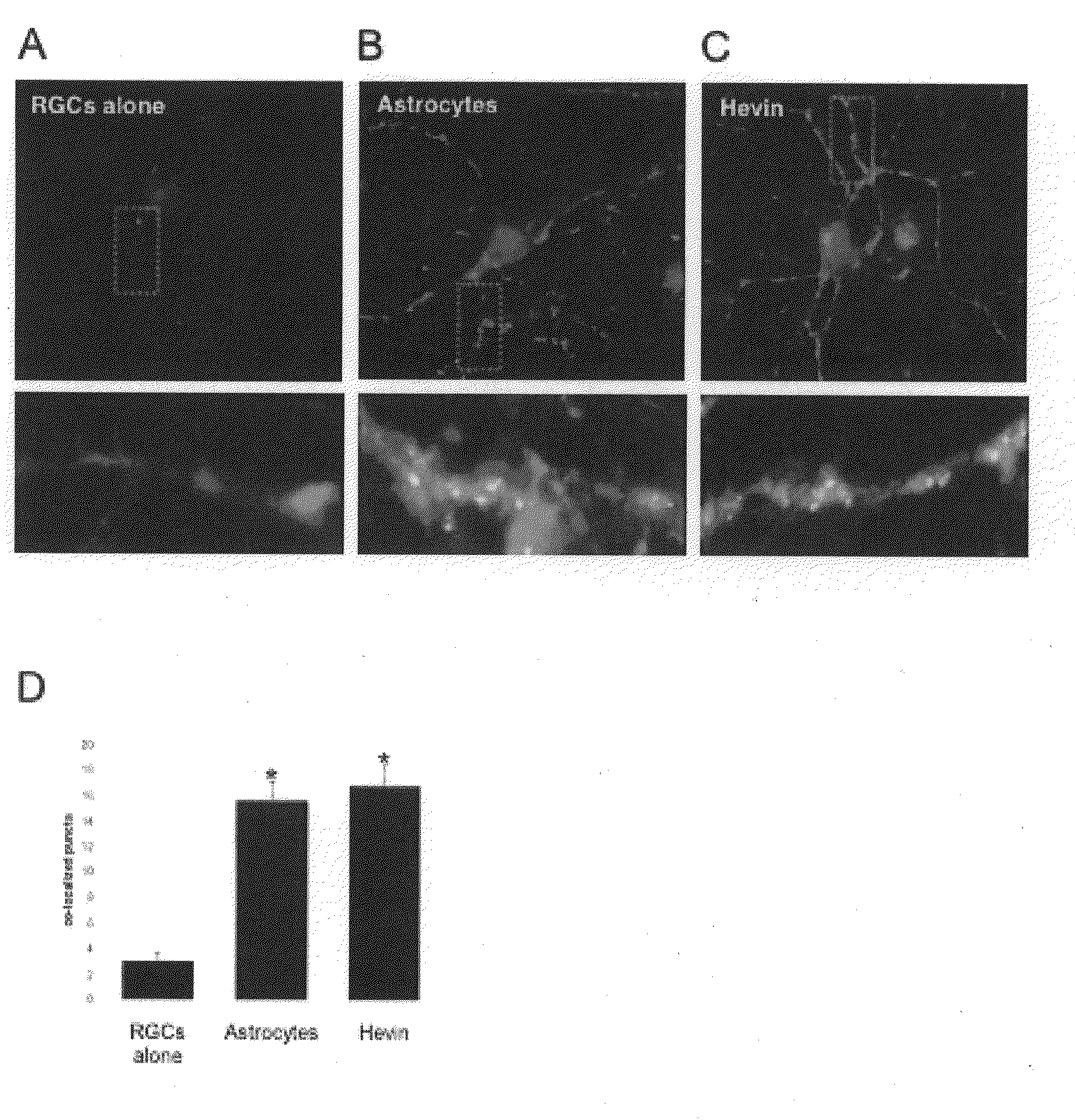 Modulation of synaptogenesis