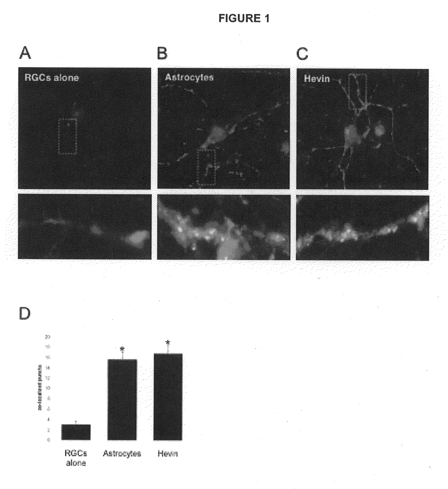 Modulation of synaptogenesis