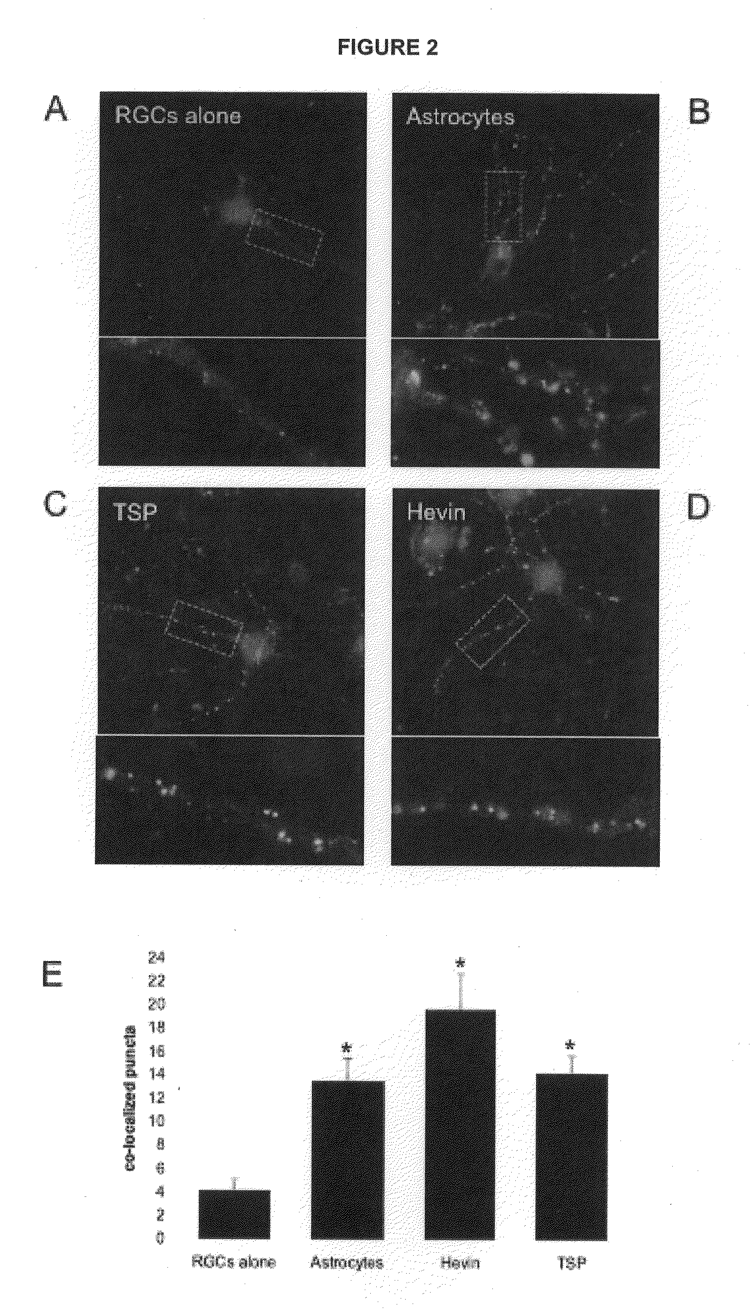 Modulation of synaptogenesis