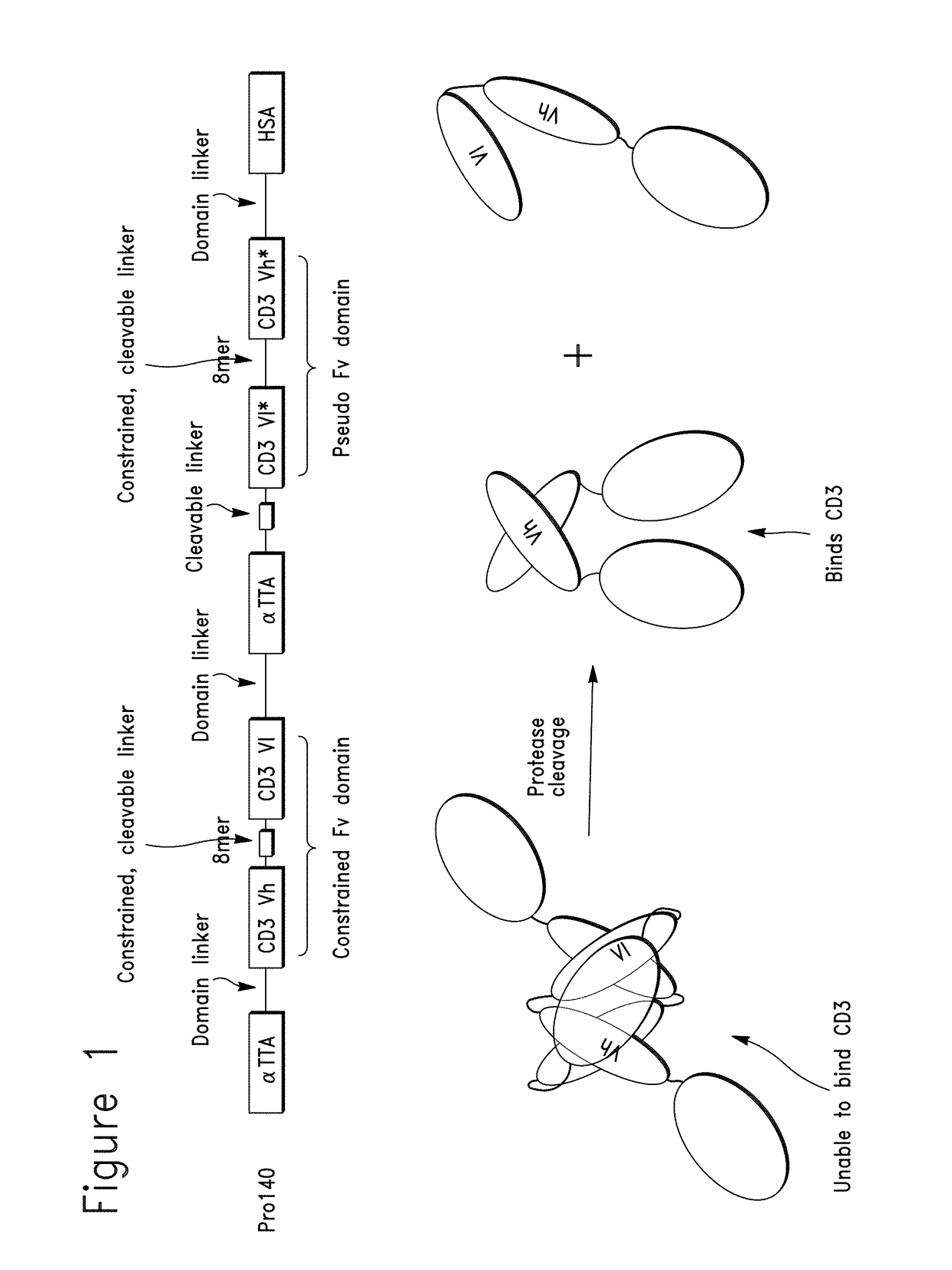 Constrained conditionally activated binding proteins