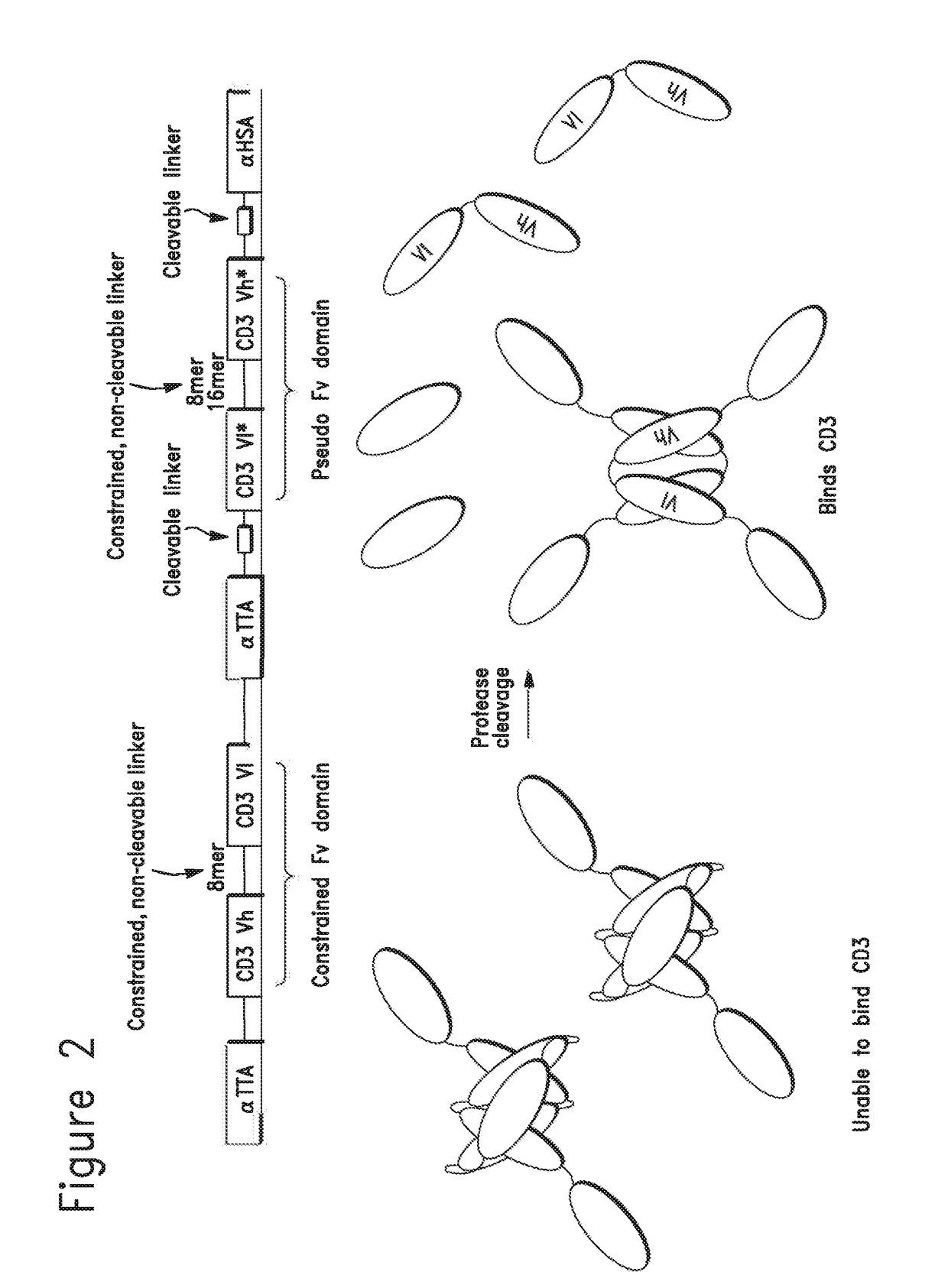 Constrained conditionally activated binding proteins