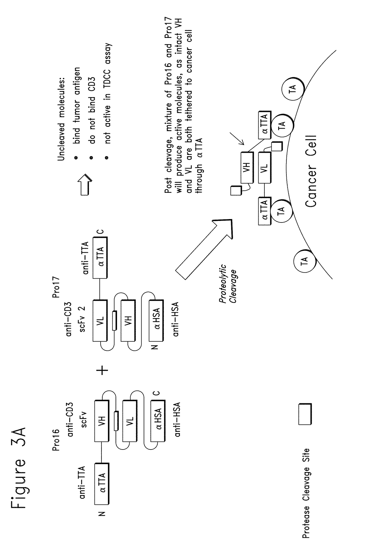 Constrained conditionally activated binding proteins