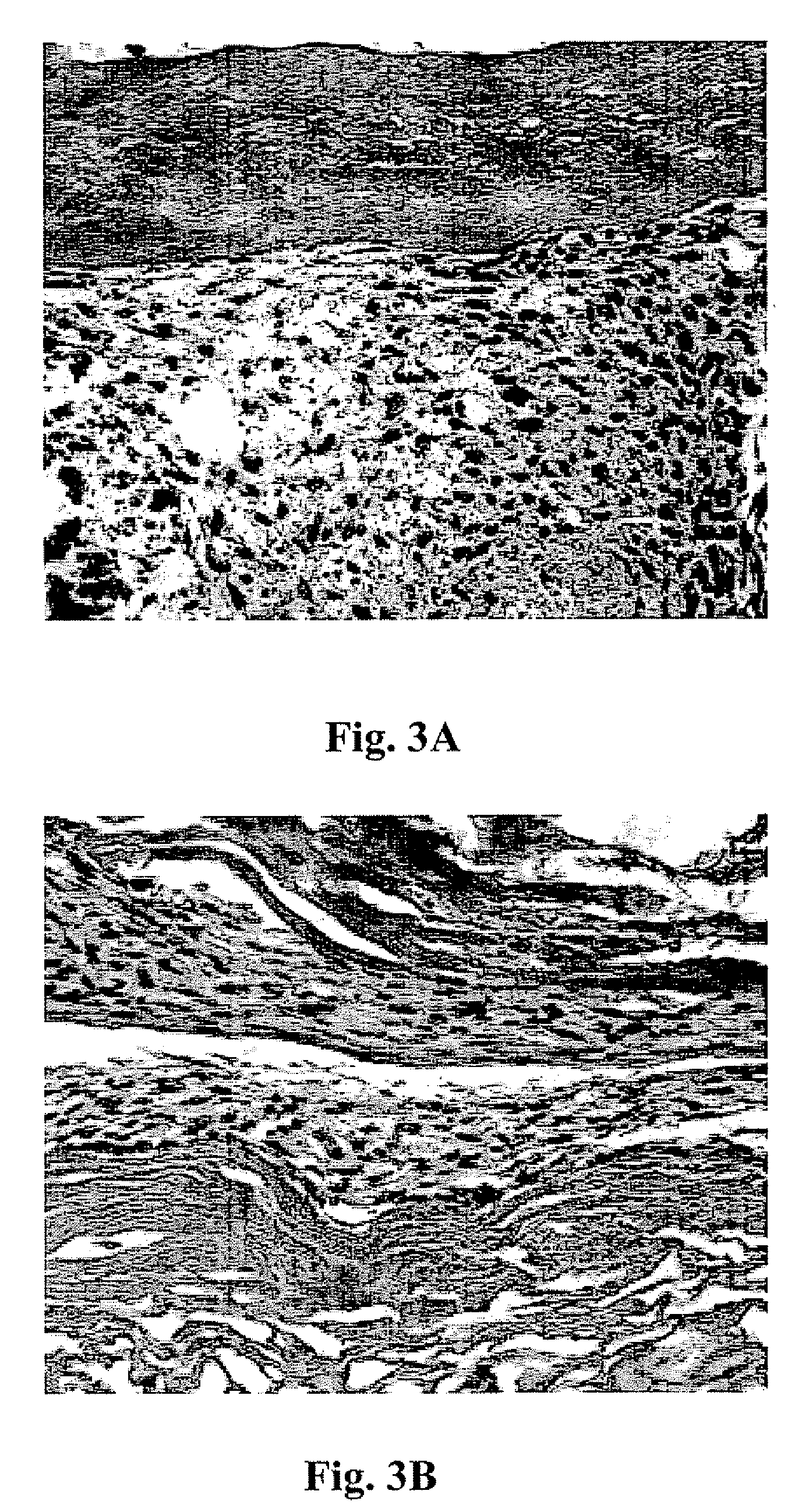 Bioreactor system and method of enhancing functionality of muscle cultured in vitro