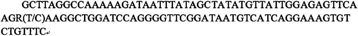 SNP (Single Nucleotide Polymorphism) genetic marker for sow limb coffin bone density property