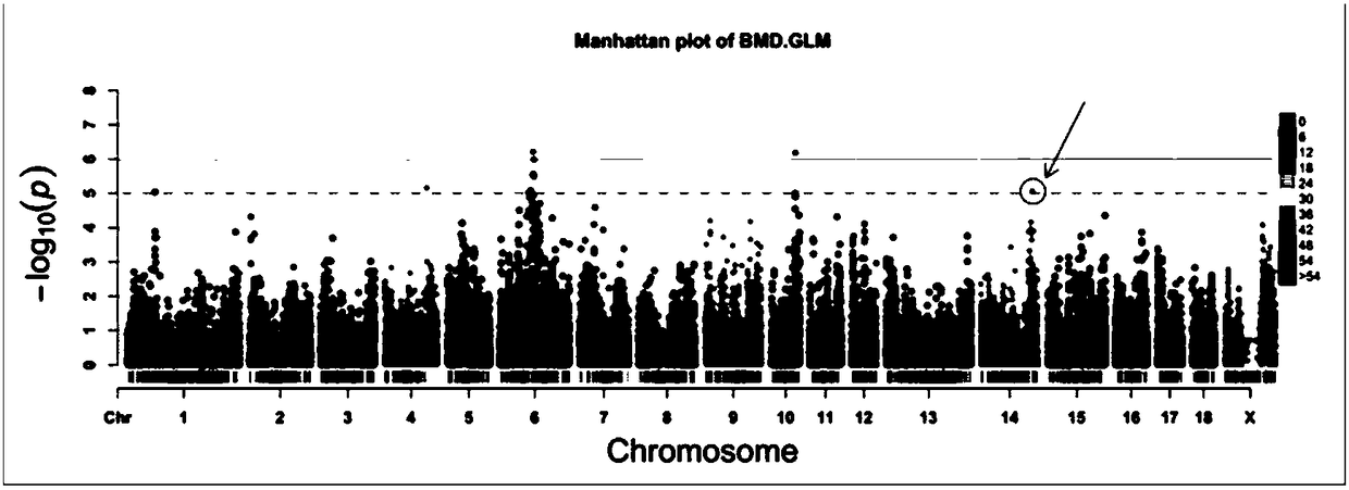 SNP (Single Nucleotide Polymorphism) genetic marker for sow limb coffin bone density property