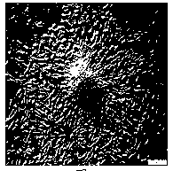 Method for separating and culturing pig spermatogonial stem cells by mechanical process