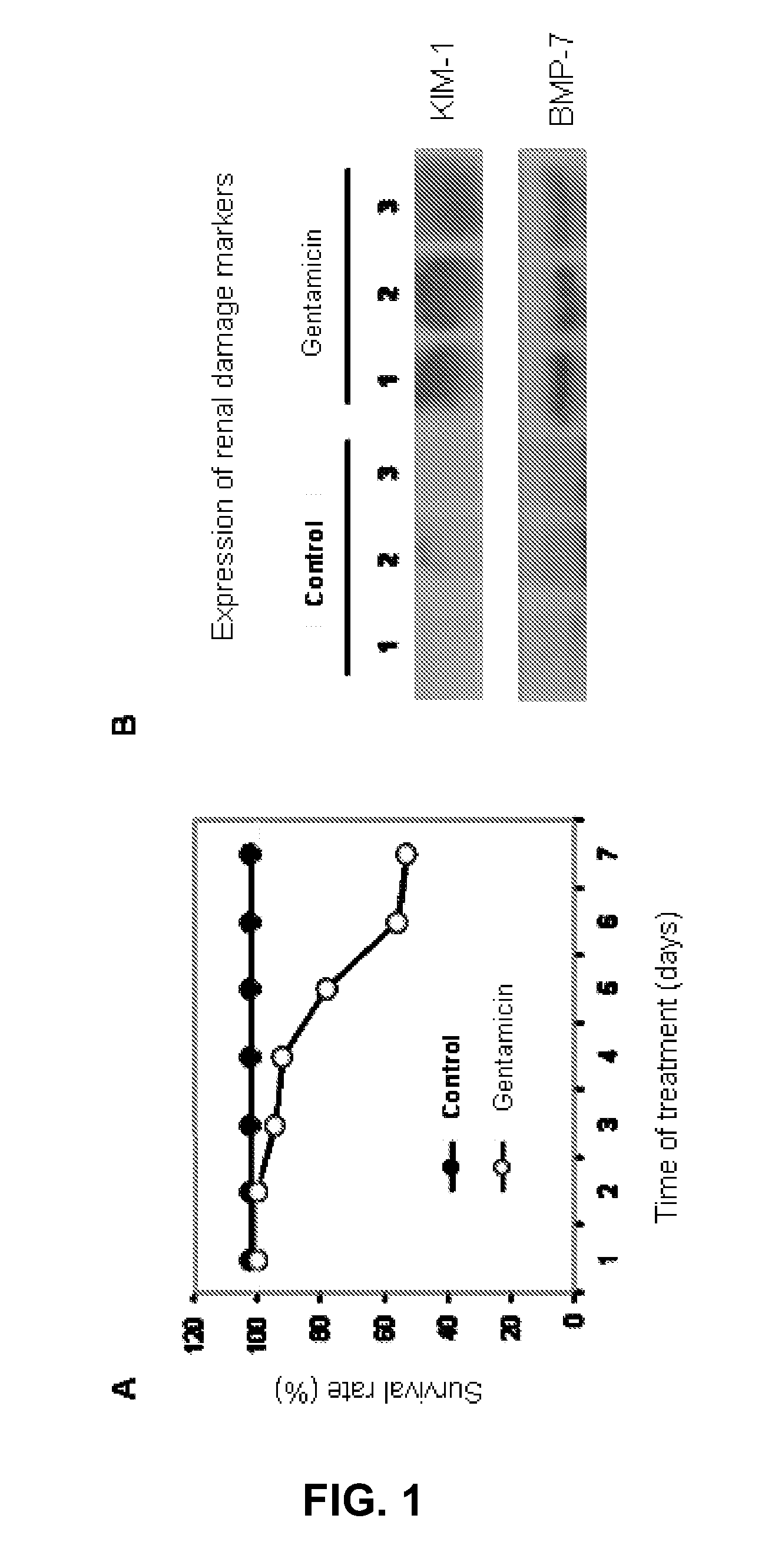 Method for the detection of renal damage