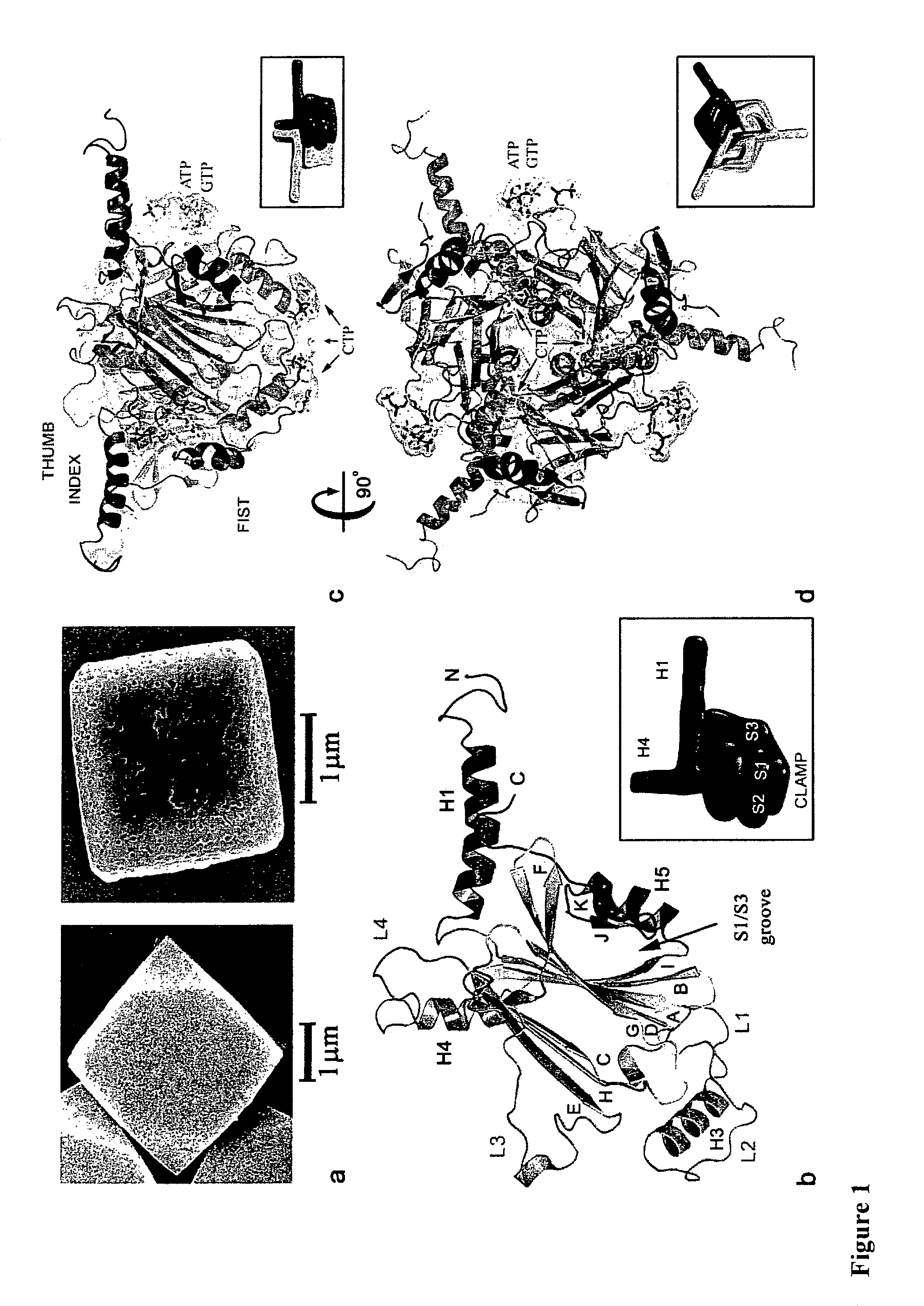 Viral polyhedra complexes and methods of use