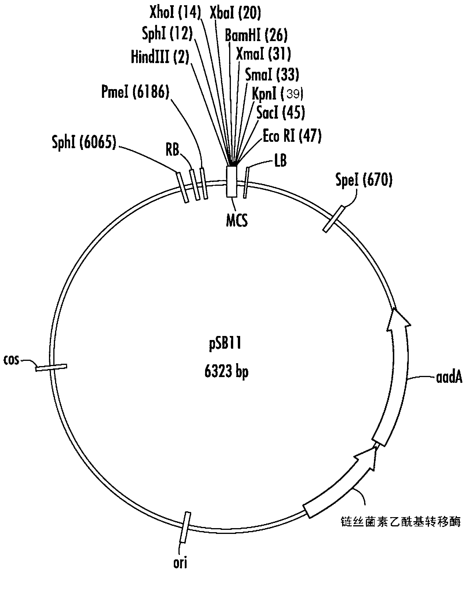 Plants expressing cell wall degrading enzymes and expression vectors