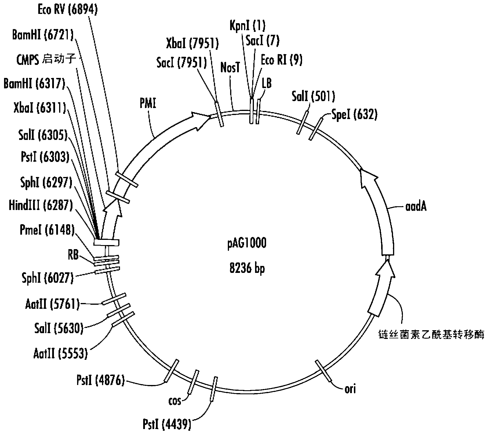 Plants expressing cell wall degrading enzymes and expression vectors