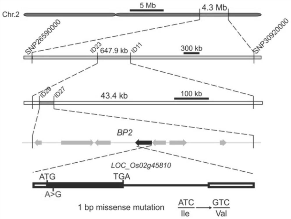 Rice anthocyanin biosynthesis regulation gene OsTTG1 and application thereof