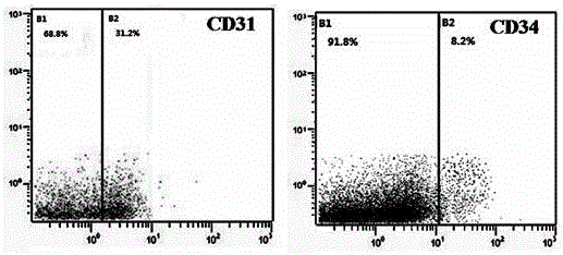 Method for inducing and differentiating human multipotent stem cells into aged blood cells