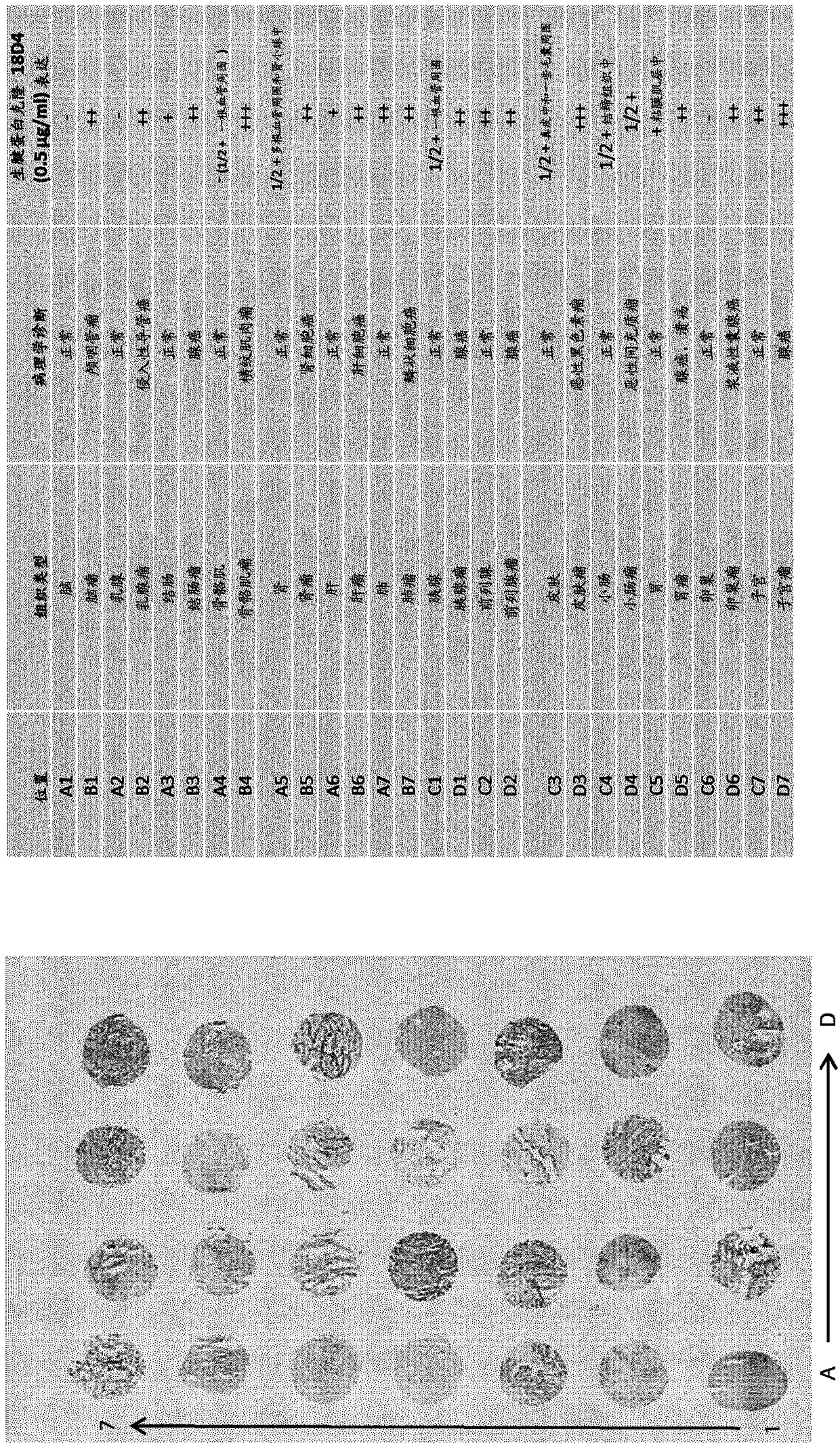 Modified Anti-tenascin antibodies and methods of use