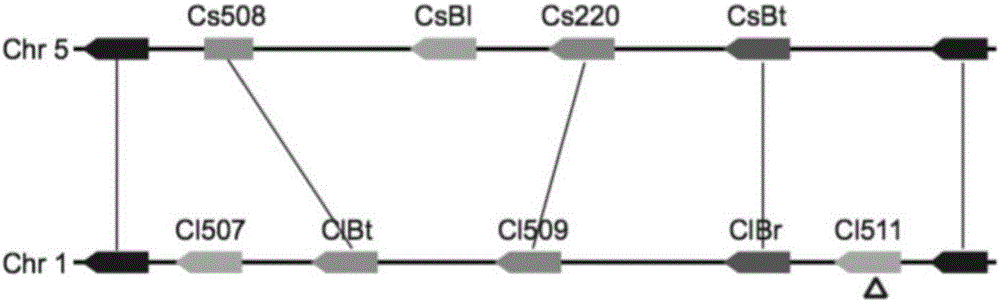 Transcription factor participating in regulating watermelon bitter principle and application thereof