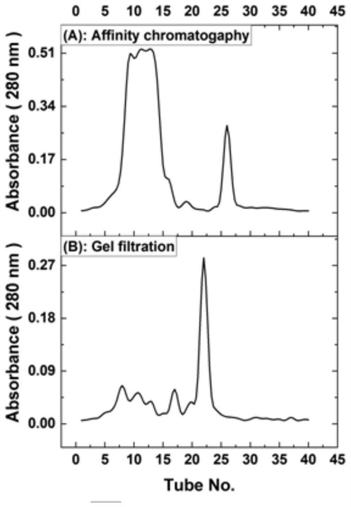 Anti-tumor bombyxmori Linnaeus cocoon-lysing enzyme inhibitor as well as purification method and application thereof